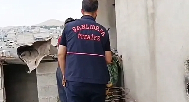 Urfa'da yine yılan görüldü!