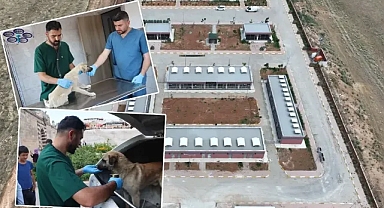Urfa'daki sokak hayvanları rehabilite ediliyor!