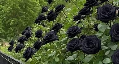 Yalnız Halfeti’de yetişiyor! Kokusu ve rengiyle büyülüyor!