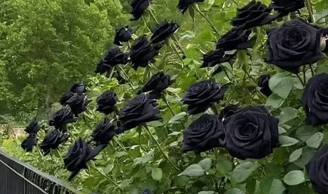 Yalnız Halfeti’de yetişiyor! Kokusu ve rengiyle büyülüyor!