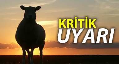 Yanlışa düşmeyin: Kurbanlık alırken mutlaka kontrol edin!