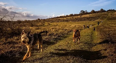 Başıboş köpek sorunu devam ediyor! Kist Hidatik hastalığına dikkat!