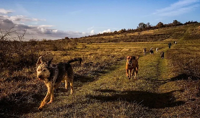 Başıboş köpek sorunu devam ediyor! Kist Hidatik hastalığına dikkat!