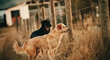 Başıboş sokak köpekleri uyutulacak mı? AK Parti’li isimden açıklama geldi!