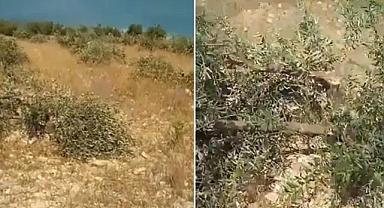 Bölge diken üstünde! Urfa’da yine ağaç katliamı!