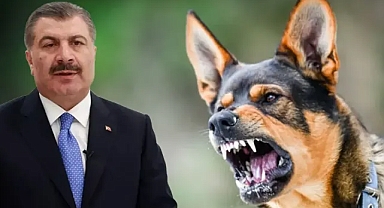 Köpeklere ötenazi mi uygulanacak? Koca’dan açıklama geldi!