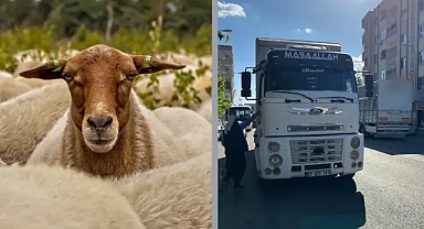Kurban Bayramı öncesi Urfa'dan sevkiyatlar sürüyor