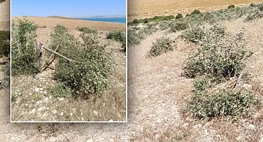 Şanlıurfa’da ağaç katliamı!