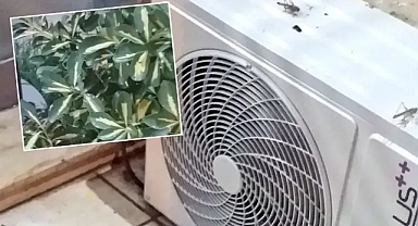 Şanlıurfa’da çekirge istilası yaşanıyor!
