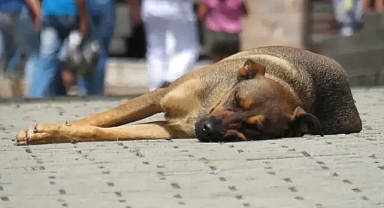 Şanlıurfa'dan Ankara'ya götürülen köpeklerle ilgili yeni gelişme!