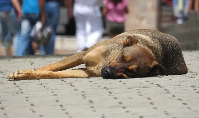 Şanlıurfa'dan Ankara'ya götürülen köpeklerle ilgili yeni gelişme!