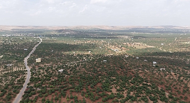 Şanlıurfa fıstığı üretiminde yükselen değer Karaköprü
