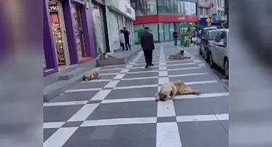 Şanlıurfa’nın imajına çirkin saldırı!
