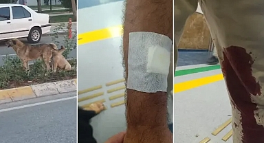 Urfa’da başıboş sokak köpekleri dehşet yaşattı!