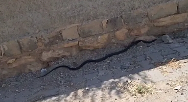 Urfa’da görülen yılanlar endişe yaratıyor!