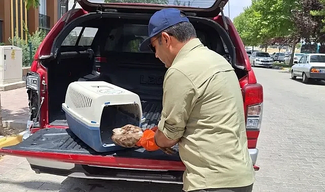 Urfa'da hava onu da vurdu! Sıcaktan uçamadı!