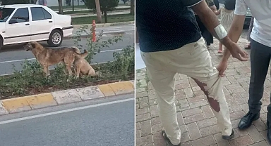 Urfa’da korkulan oldu! Vatandaşı ısıran köpek kuduz çıktı!