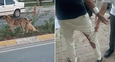 Urfa’da kuduz köpek ısırmıştı! Karantinaya alındı!