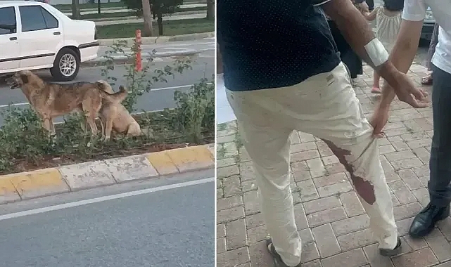 Urfa’da kuduz köpek ısırmıştı! Karantinaya alındı!
