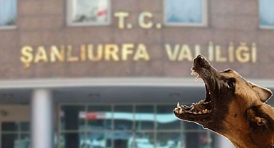 Urfa'da kuduz köpekler 4 kişiyi ısırdı! Valilikten flaş açıklama!