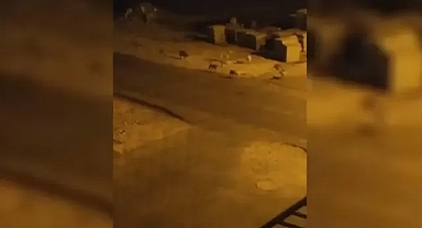 Şanlıurfa’da başıboş köpek sorunu devam ediyor!