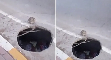 Şanlıurfa’da obruk gibi çukur oluştu! Taşla önlem alındı!