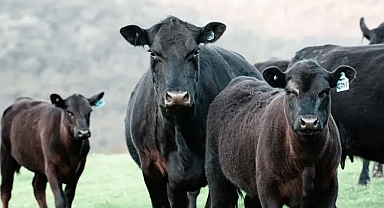 Sığırlar saldırdı! Urfalı işçi ölüm kalım mücadelesi veriyor!