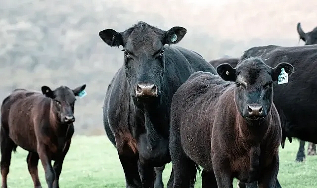 Sığırlar saldırdı! Urfalı işçi ölüm kalım mücadelesi veriyor!