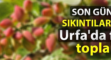 Son günlerde sıkıntılar arttı! Urfa'da fıstık toplantısı!