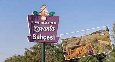 Suruç’taki Lavanta Bahçesi Kaderine Terk Edildi!
