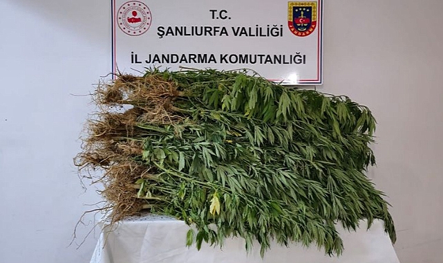 Urfa'da bir evin bahçesinde ele geçirilenler şoke etti!