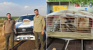 Urfa’da kaçak avcıya suçüstü! Kuşlara el konuldu!