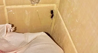 Urfa’da mide bulandıran görüntü! Fırında hamam böcekleri cirit atıyor!