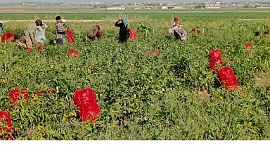 Akçakale’de ilk kez kapya biber yetiştirildi