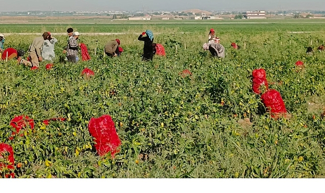 Akçakale’de ilk kez kapya biber yetiştirildi