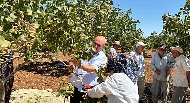 CHP Şanlıurfa Milletvekili Mahmut Tanal, Fıstık Üreticilerini Ziyaret Etti