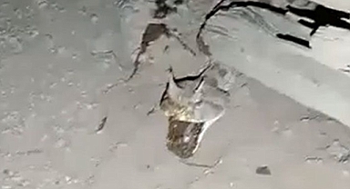Dünyanın en zehirlisi! Urfa'da boynuzlu engerek görüldü!