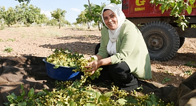 Eş Başkan Garip Yeşil, Fıstık Hasadı Yapan Çiftçileri Ziyaret Etti