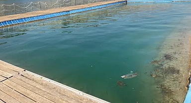 Halfeti’deki havuz kendi kaderine terk edildi! Tanal: Şanlıurfa’mızın parası çarçur edildi!