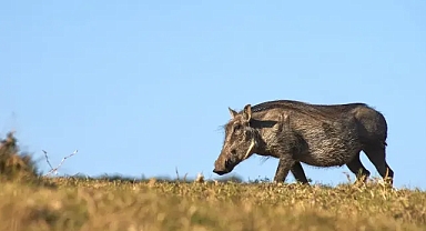 Hayati tehlikesi var! Urfalı çiftçi yaban domuzunun saldırısına uğradı!