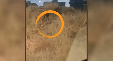 Şanlıurfa'da şehir merkezinde görüldü!