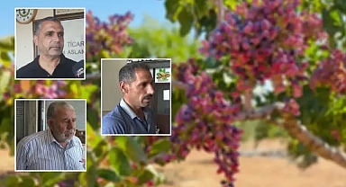 Urfa’da fıstık rekoltesi yüksek, fiyatlar düşük! Üretici de esnaf da zorda kaldı!