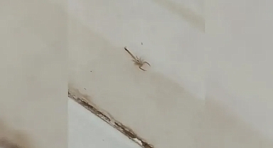 Urfa’da görülen akrepler vatandaşları korkutuyor!