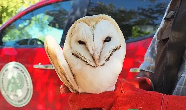 Urfa'nın ilçesinde bulundu!