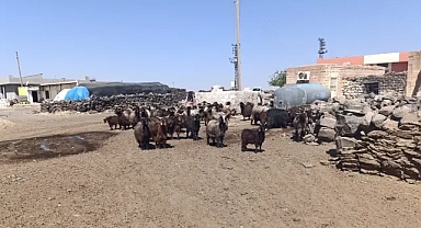6 mahalleyi kapsayacak! Urfa’daki projede yeni gelişme!