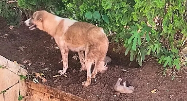 Balıklıgöl'deki yavru köpekler yardım bekliyor!