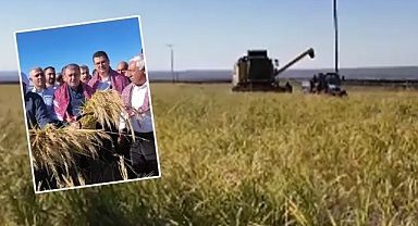Karacadağ Çeltiği’nin hasat zamanı başladı!