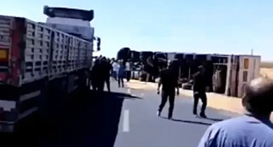 Şanlıurfa’da buğday yüklü TIR devrildi!