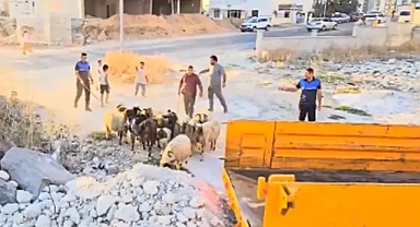 Şanlıurfa’da hayvanlar ahırdan kaçtı! Zabıta göz kulak oldu!