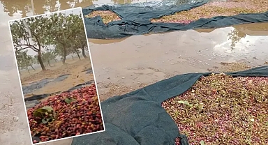 Şanlıurfa'da yağmur etkili oldu! Fıstıklar suyun altında kaldı!